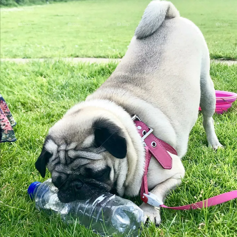 MY PUG DOG😁