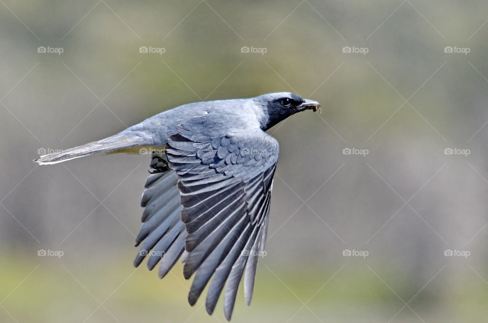 Black faced cuckooshrike with a insect taken in Perth Western Australia