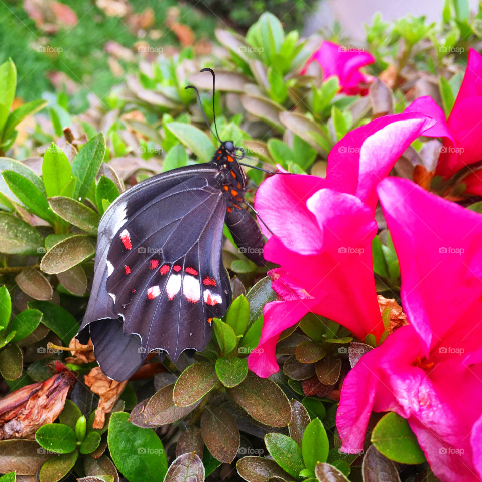 A butterfly kissing an azalea!  Nature's cute moment ... Photography is our hobby, especially with the beauties of Brazil! / Uma borboleta beijando uma azaleia! Momento fofura da natureza... Fotografia é nosso hobby com as belezas do Brasil!