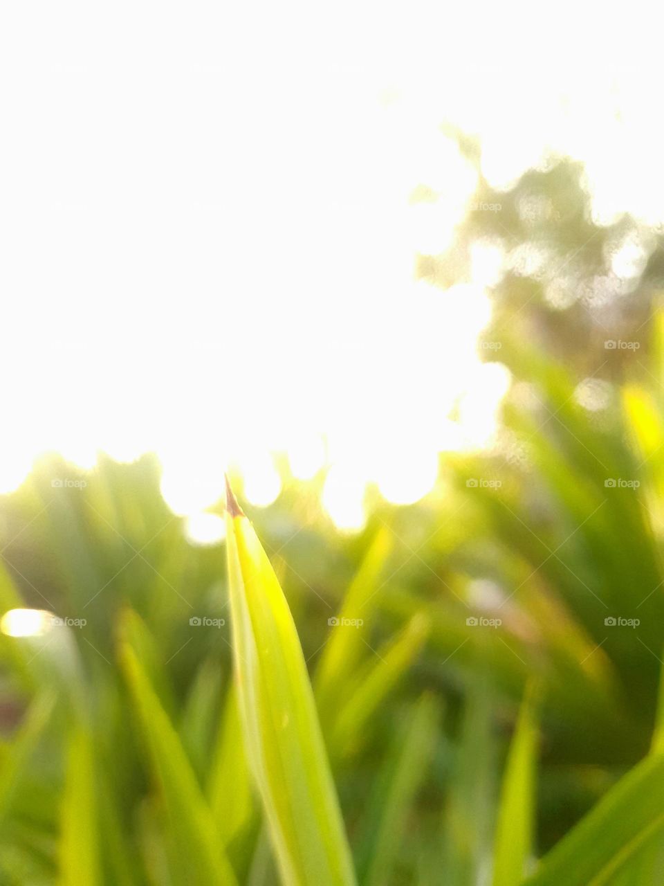 Shrubs Backlighting