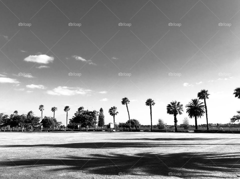 Monochrome image of palm trees’ shadows on grasses.( taken in Langley Park near the Swan River, Perth, Western Australia)