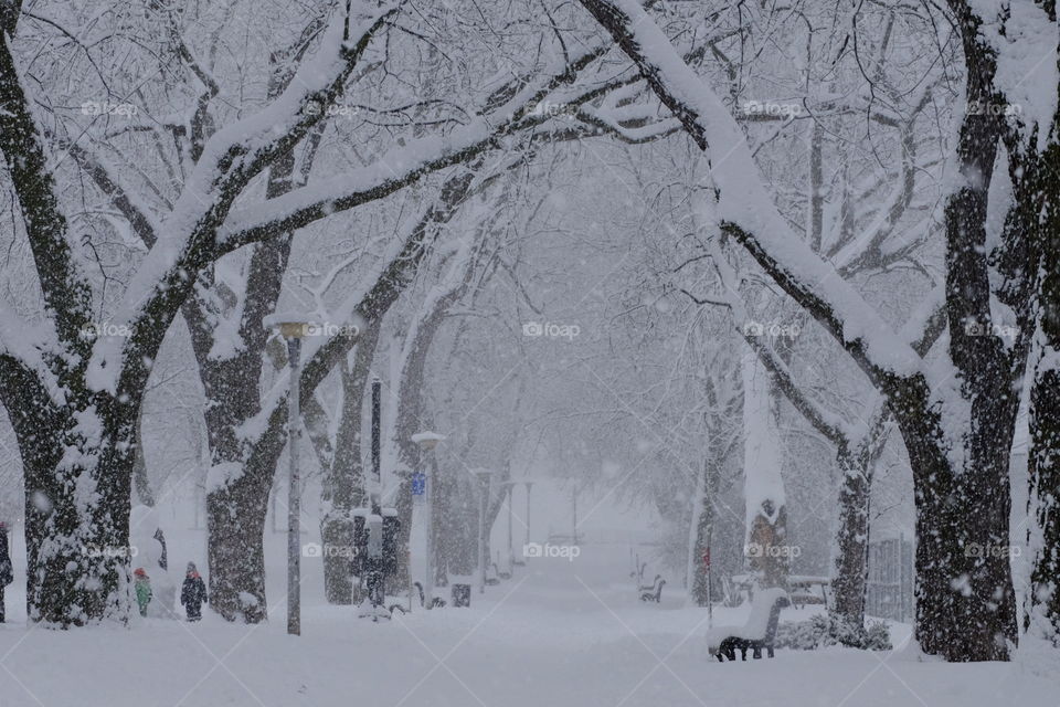 Snow storm at the park outdoor photography. 