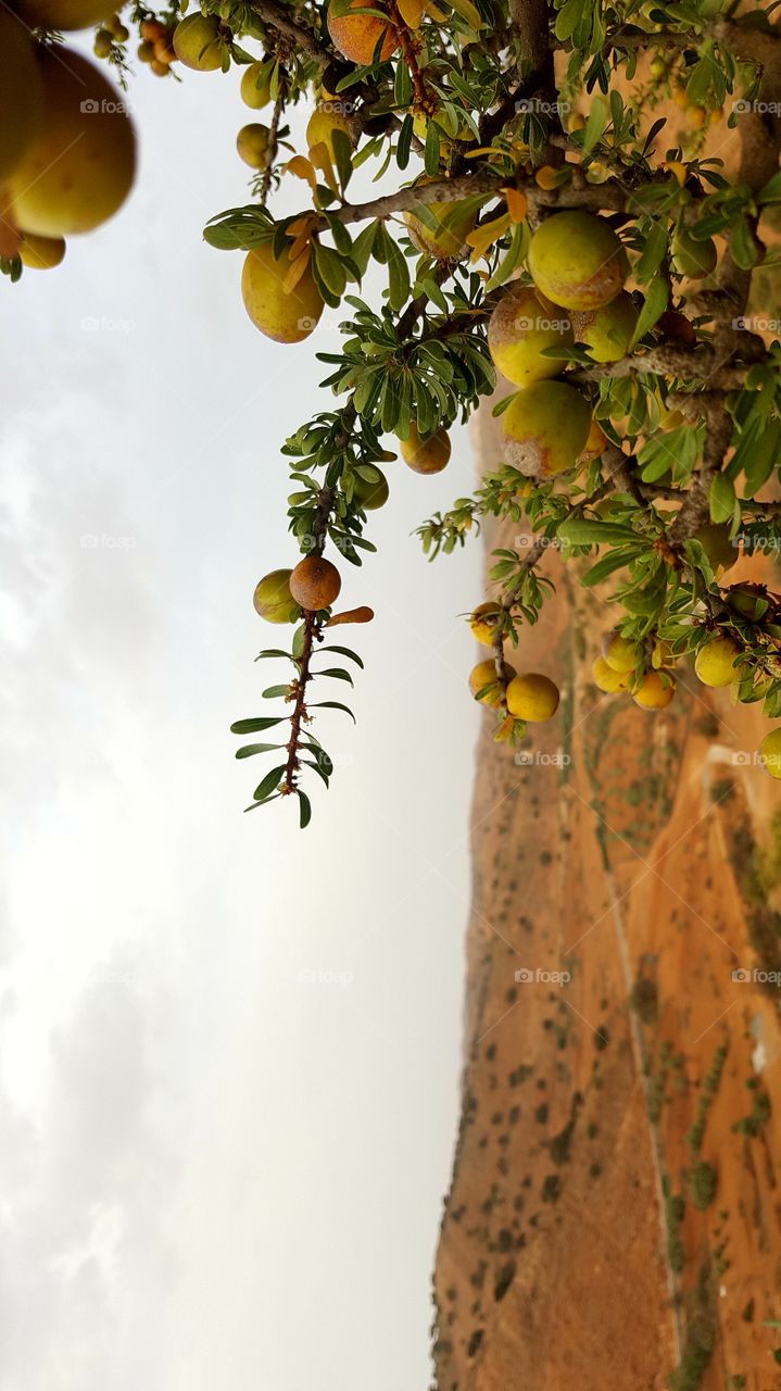 ARGAN grain tree nature