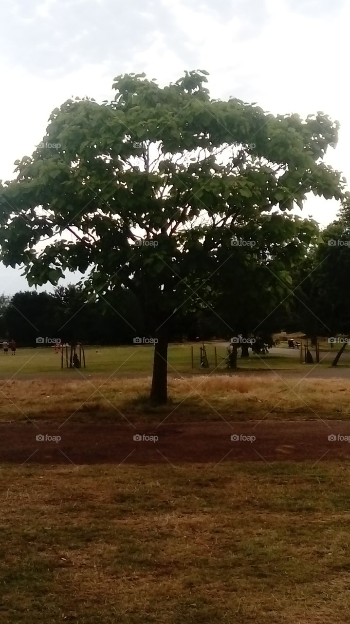 Tree at brockwell Park, London