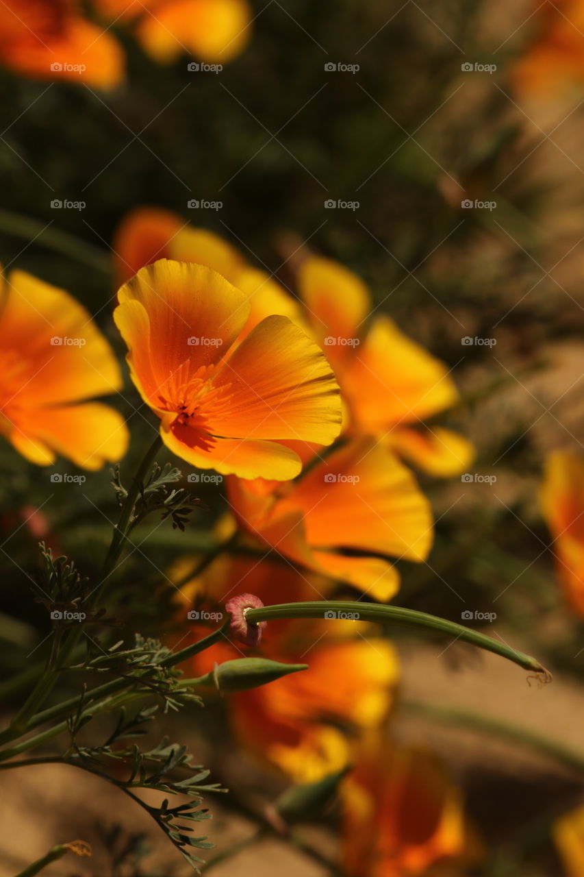 California poppies along hiking path