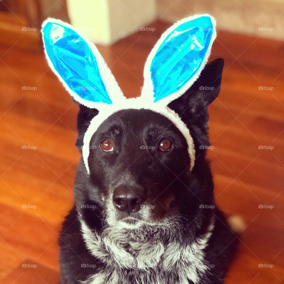 Hoppy Easter 