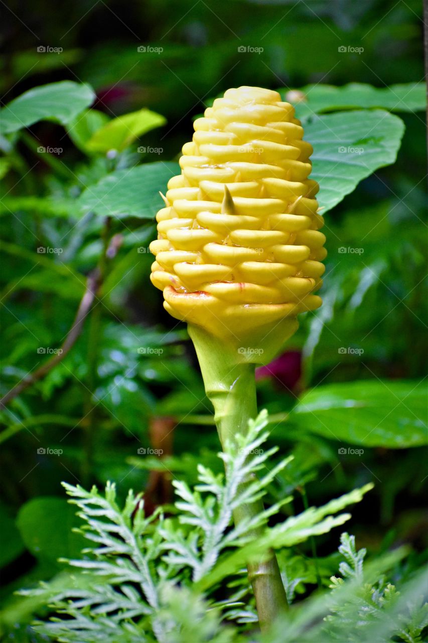Yellow and beautiful tropical botanical
