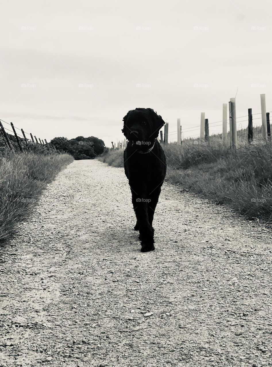 Silhouette of black standard goldendoodle 