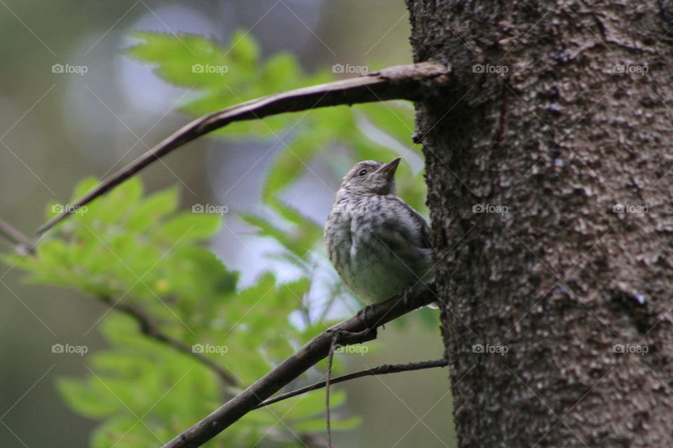 Bird on a tree branch in the forest