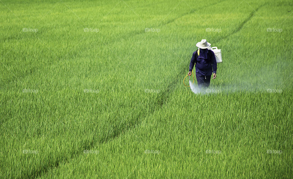 Farmers are spraying crops in a green field.