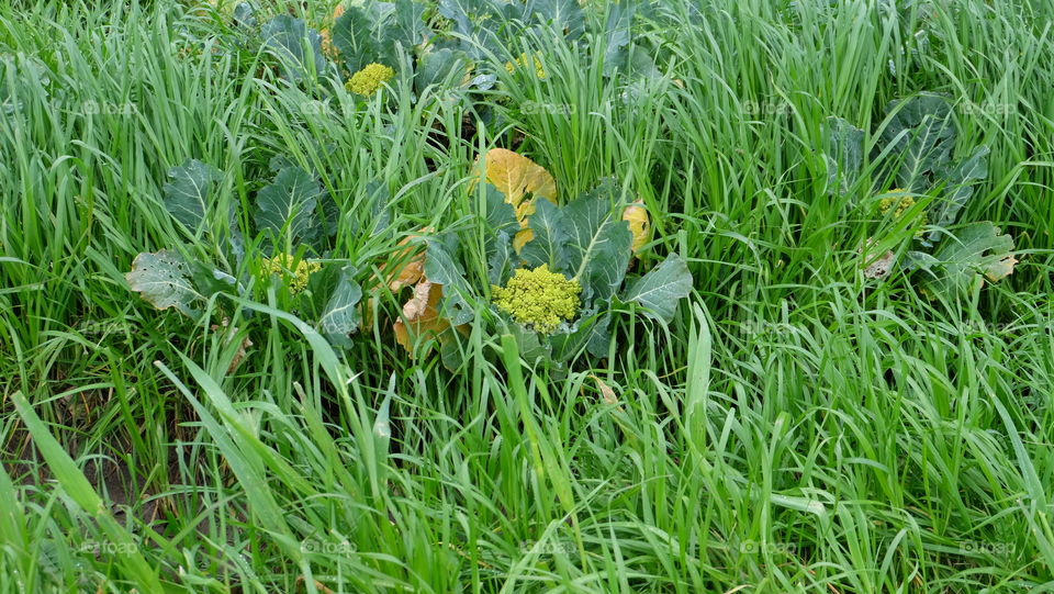 Broccoflower also called green cauliflower in a vegetable patch