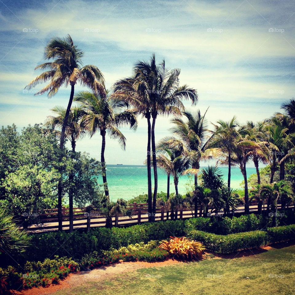 beach summer palm trees by jorgebernal