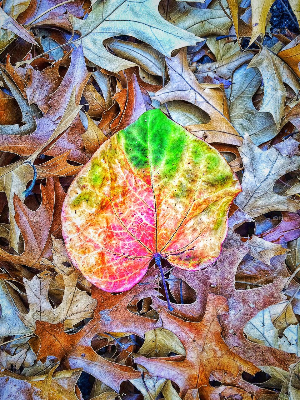 Tis another leaf.... 