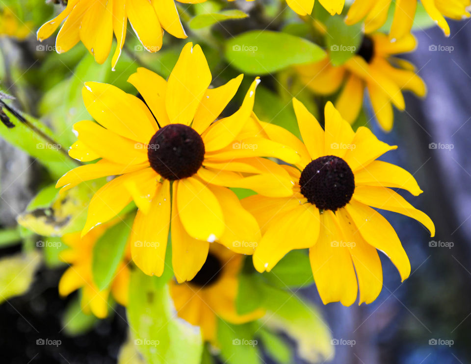 Black Eyed Susans. Maryland state flower,  the Black Eyed Susan