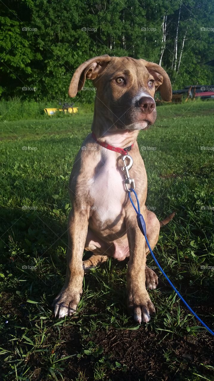 Getting big. I've had this little guy 4 weeks now and he's already getting too big! 