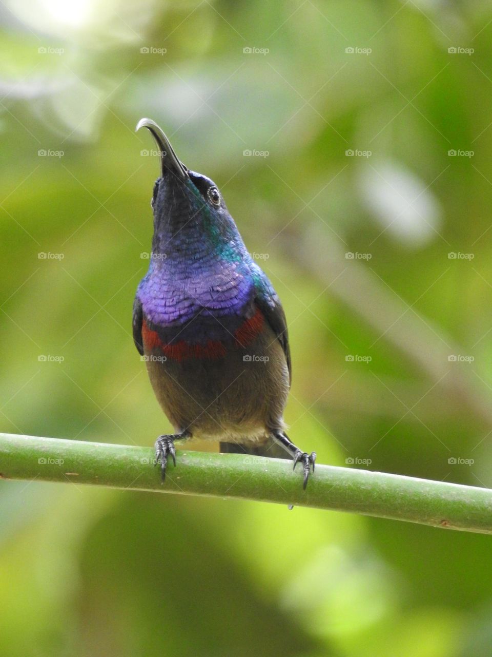 Loten's sunbird