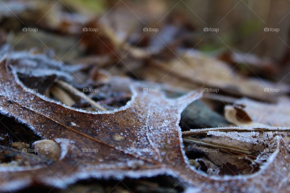 Frost on the ground