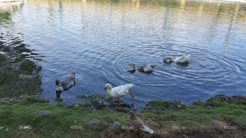 Water, Duck, Bird, Lake, Nature