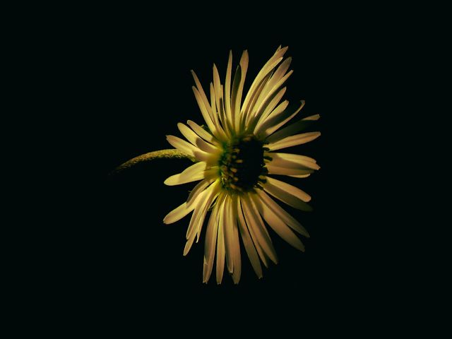 Flower autumm