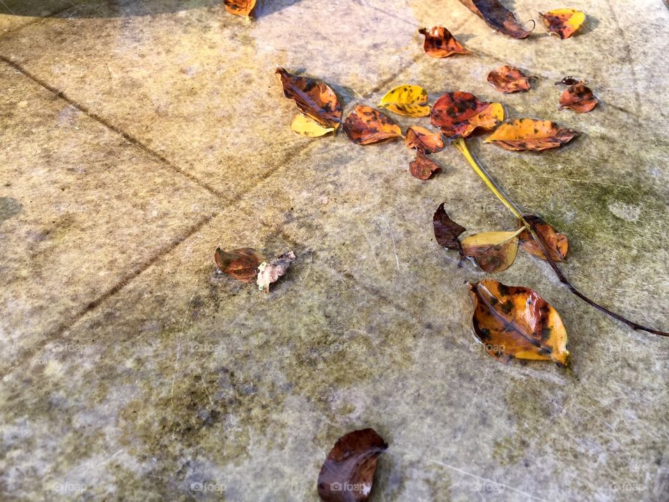 Autumn foliage after a rain