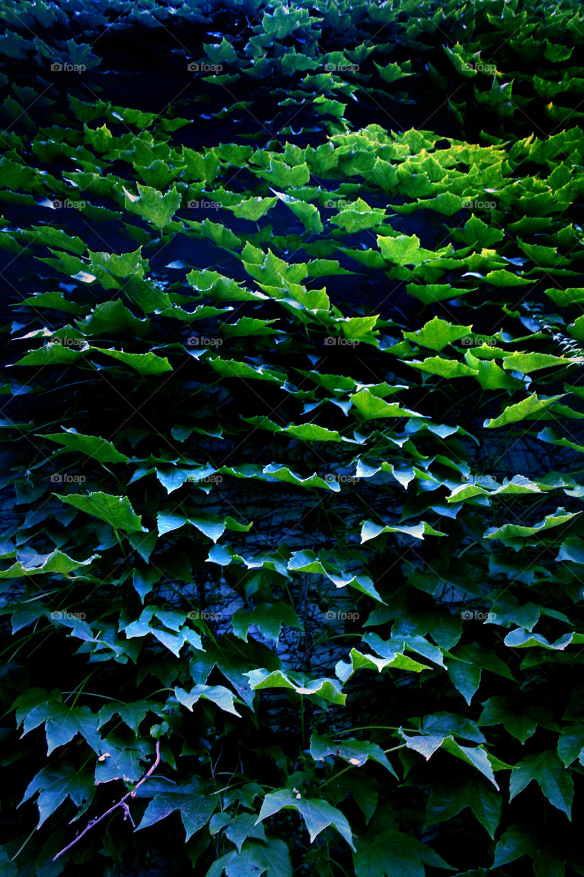 Leaves wall