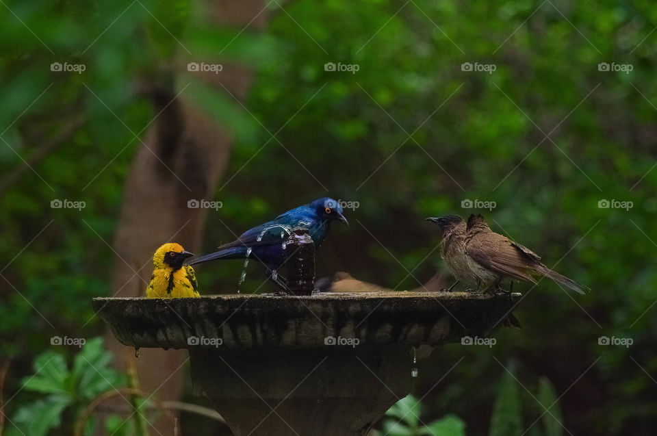 Bird bath 5