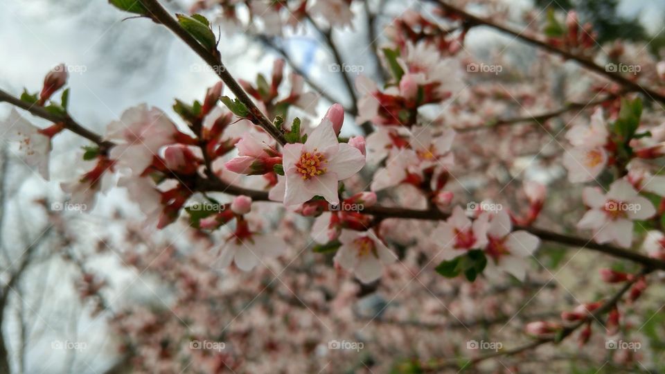 Cherry blossom in spring