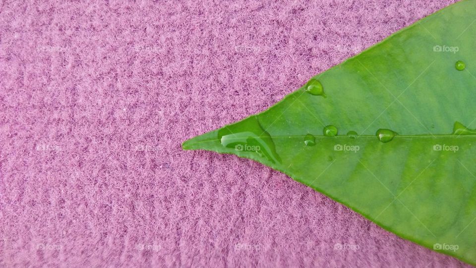 Beautiful rain drop on green leaf.