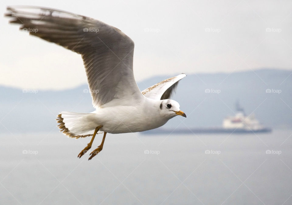 silver Gull