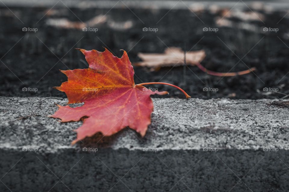 close up view of red fallen leaf