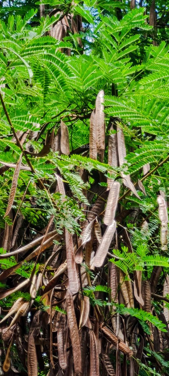 Leucena: A leguminous plant native to Central America.