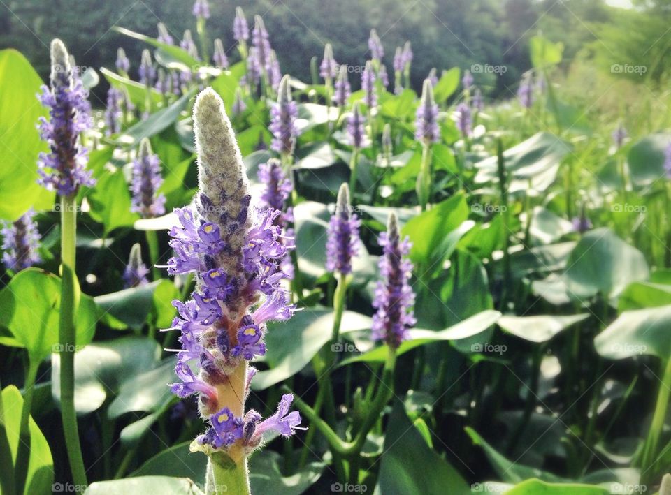 Purple flowers 