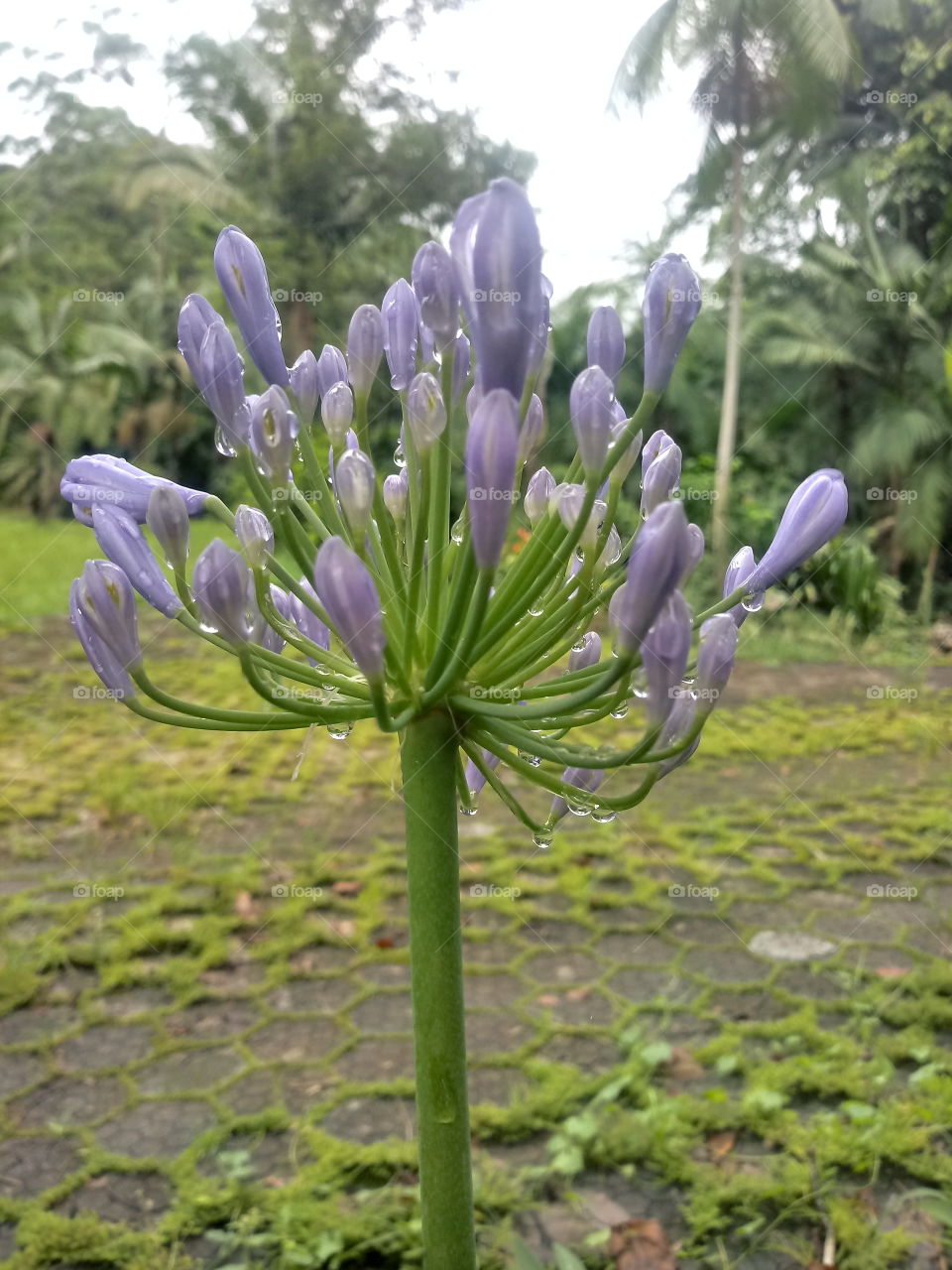 GARDEN, NATURE, PLANT, LEAVES, FLOWERS.