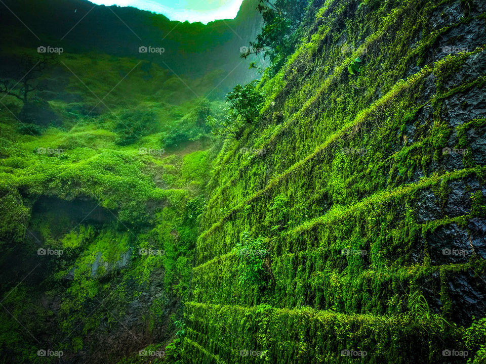 greenery wall