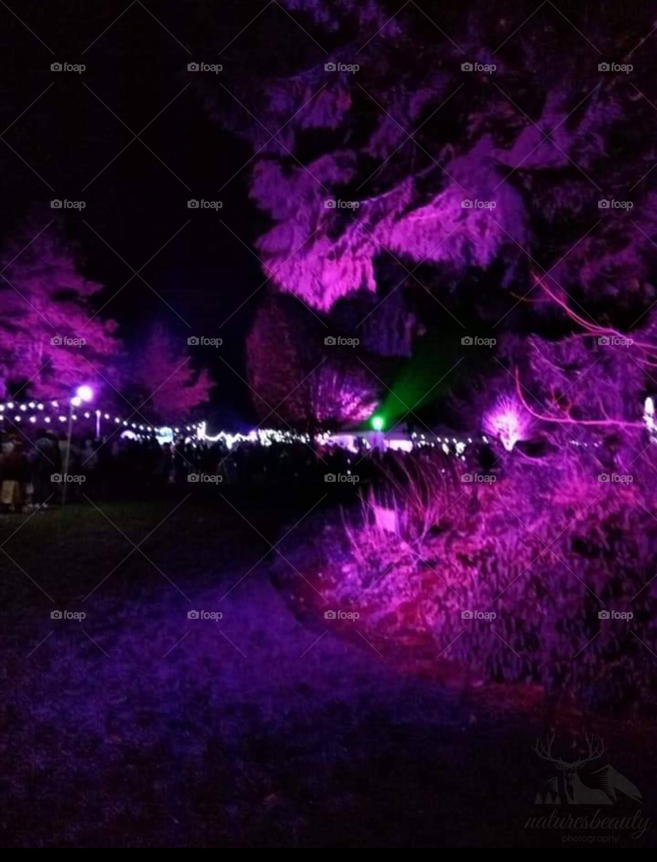 purple lights gleaming on surrounding trees.