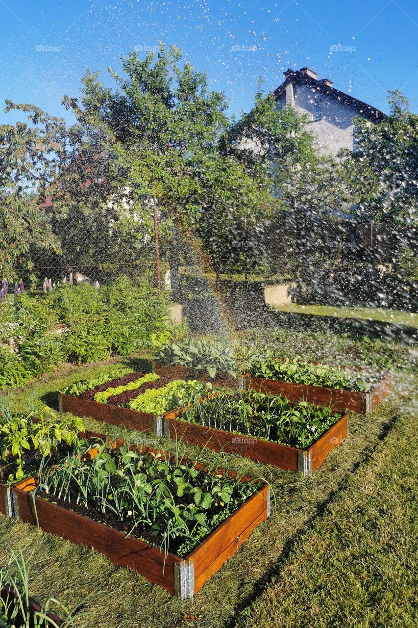 Ecological beds with vegetables