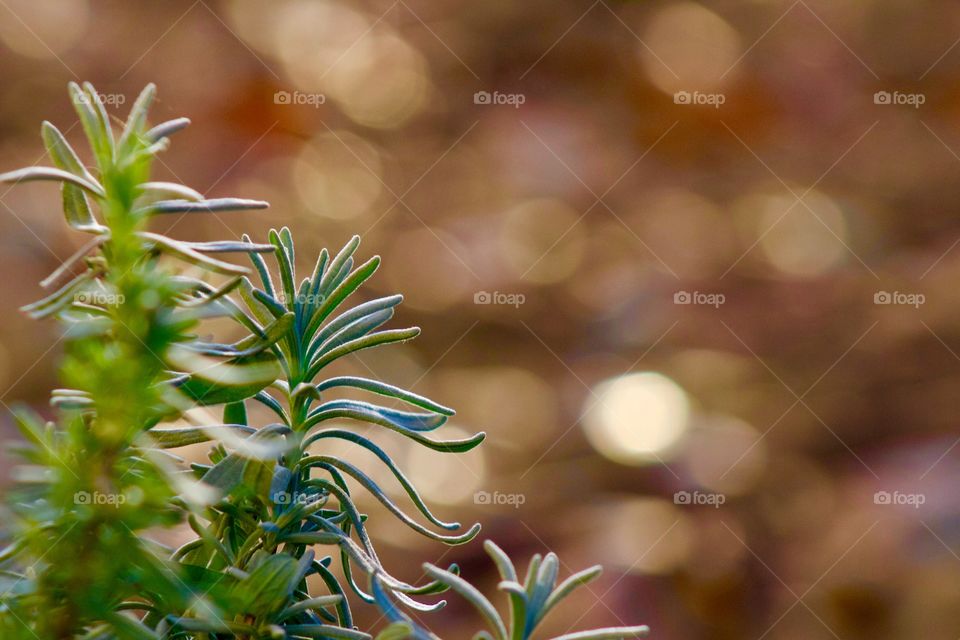 Lavender plant against a blurred landscape rock background in golden autumn sunlight