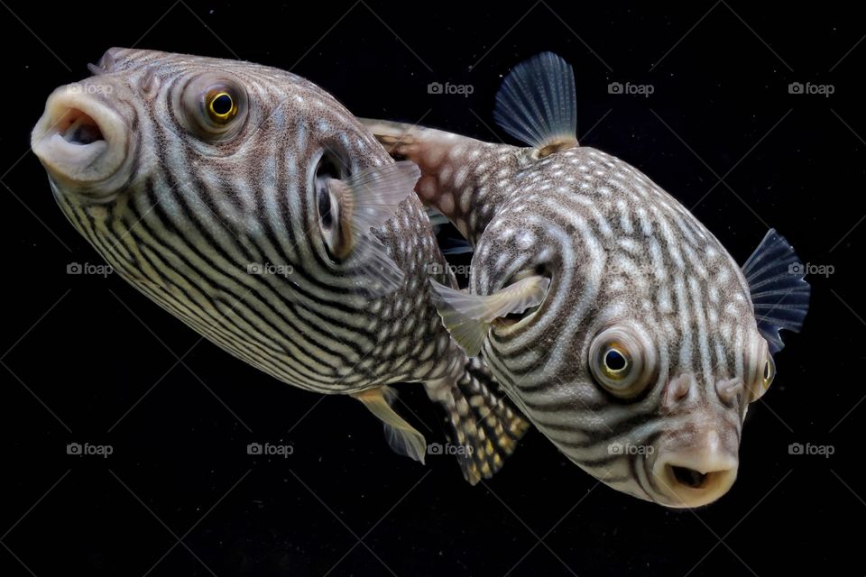 a pair of reticulated pufferfish