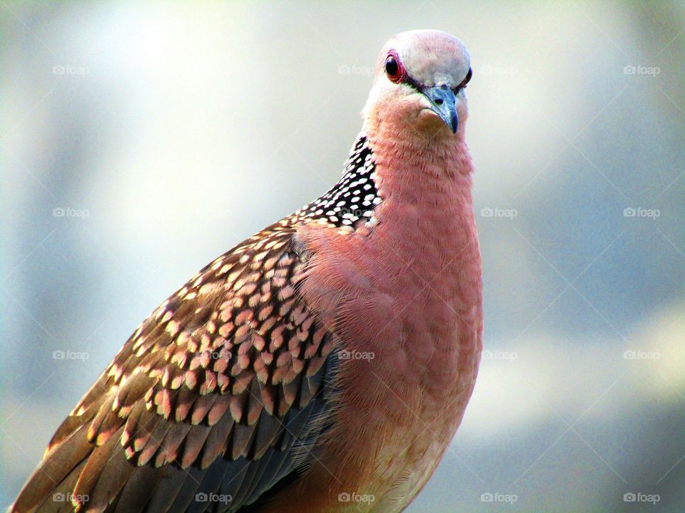 The spotted dove or (spilopelia chinensis) or mountain dove or pearl-necked dove or lace-necked dove or spotted turtle-dove.