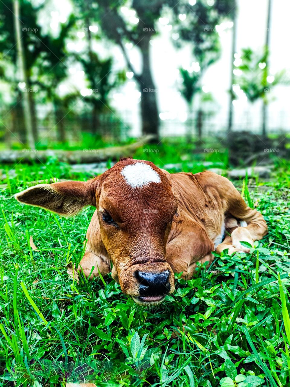 This calf is ours. I took photos of this calf. Calf survival is very beautiful. There is a white spot on the forehead. So the animal looks very beautiful.