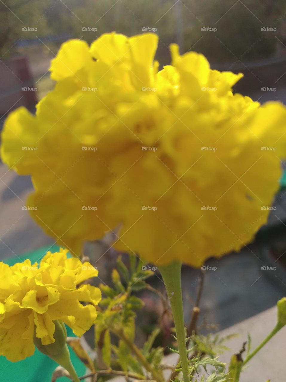 marigold flower yellow fresh seasonal looking very beautiful generally found everywhere fresh seasonal