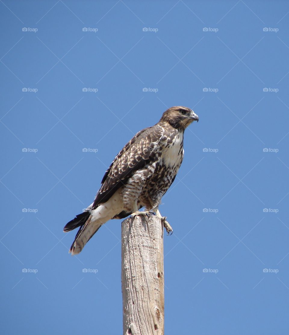 Hawk perching on wood