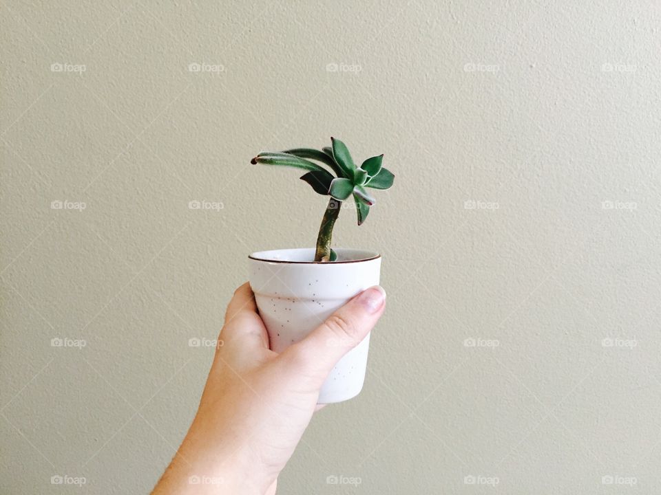Person holding on potted plant