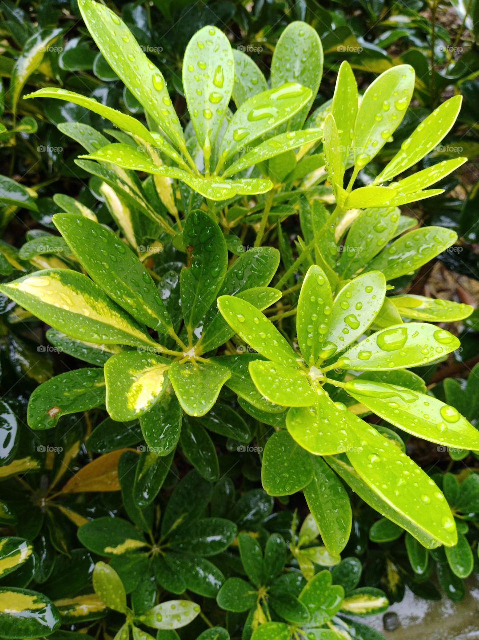 leaf & rain drop1