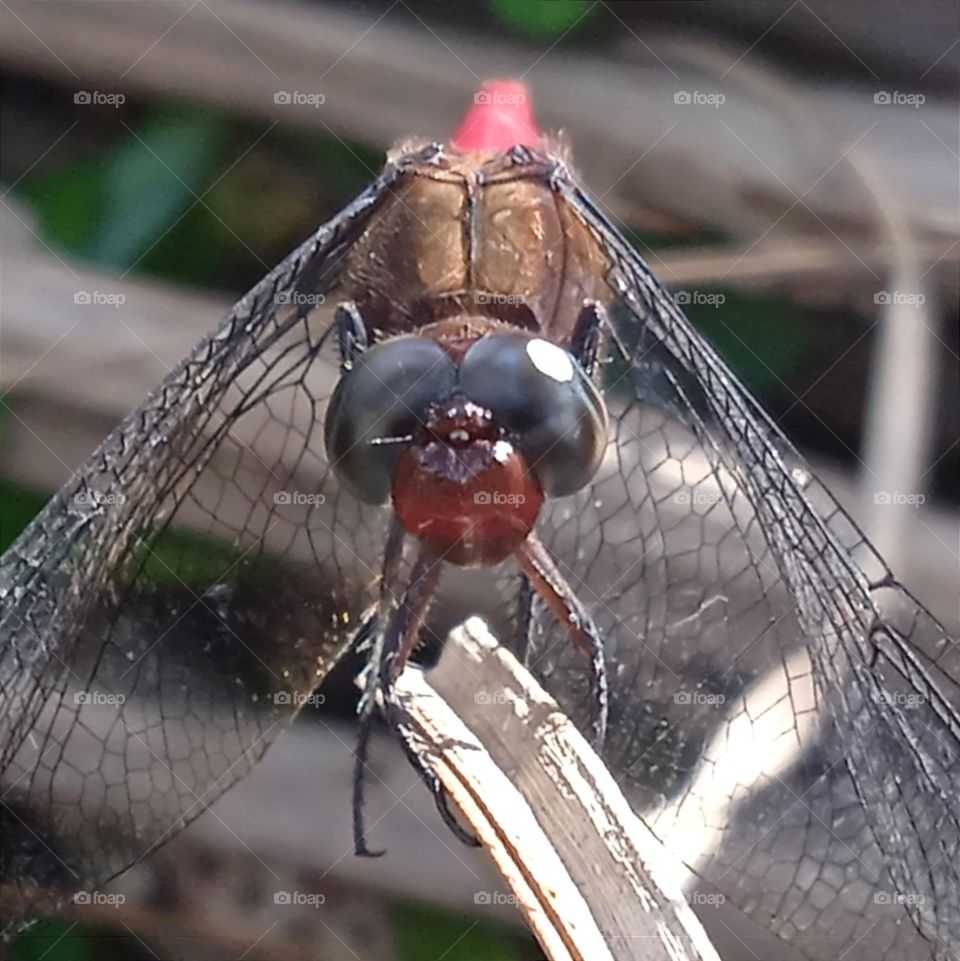 Dragonfly in the sun.