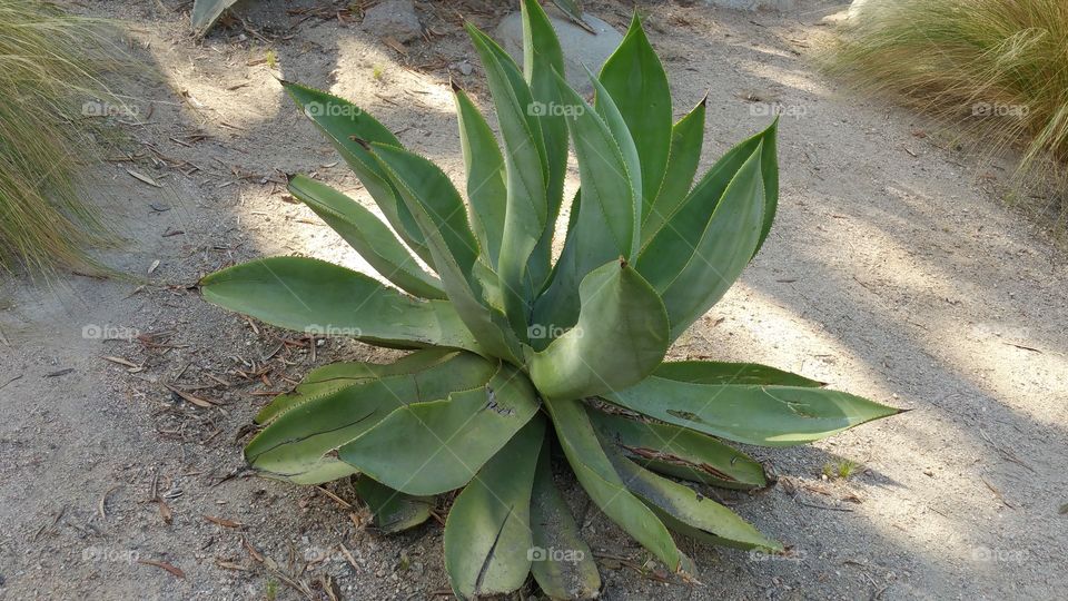 green plant in the shade. a green plant in the shade during a hot summer day in California
