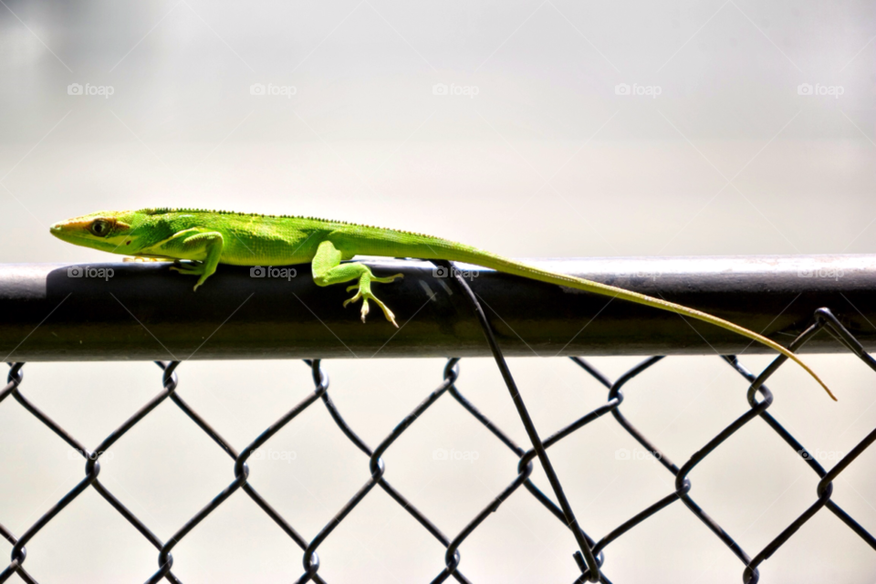 florida green fence animal by jmsilva59