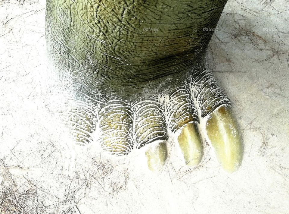 #pat #dinossaur #big #feet #foot #green #brown #Fallowme #fallow_me #jurassicworld #jurassicpark