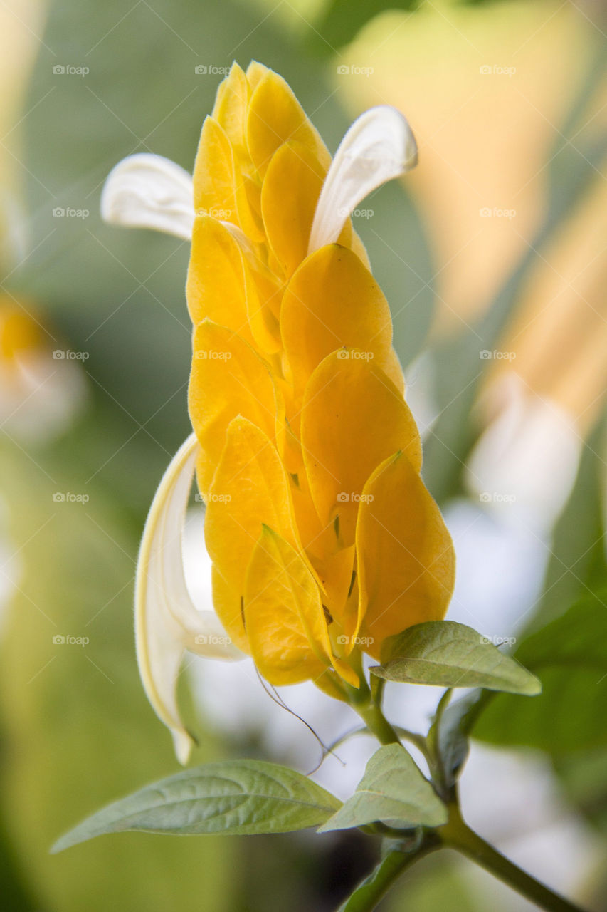 Yellow flower