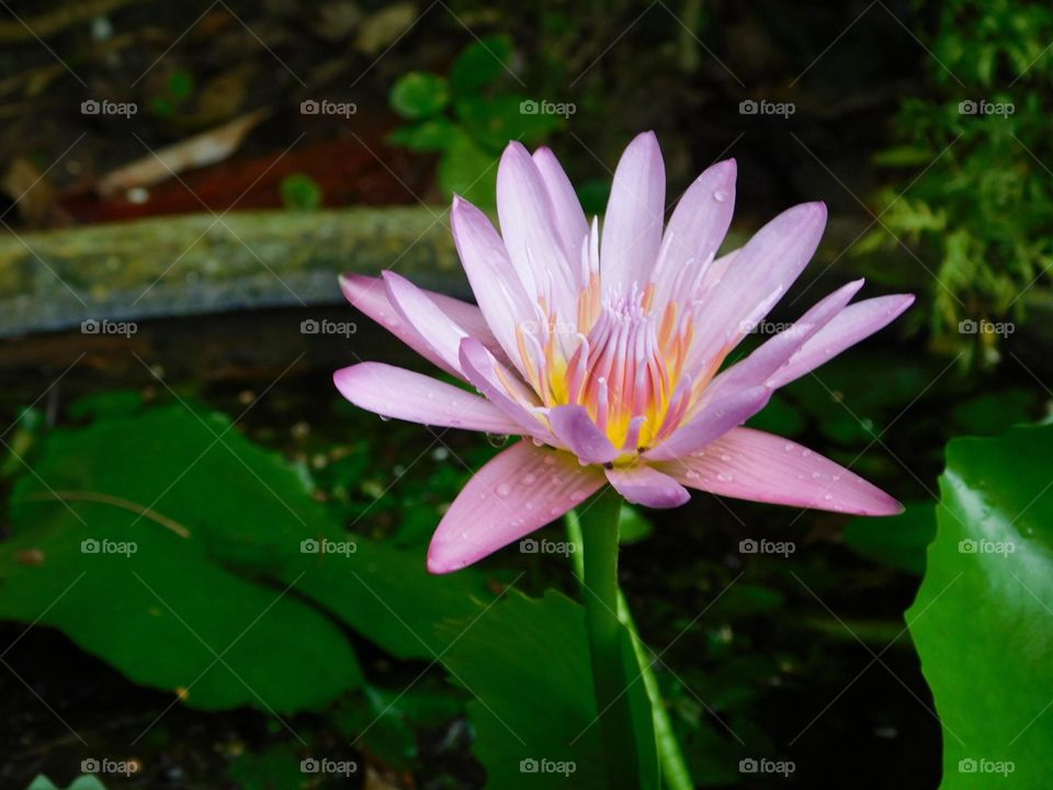 Pink water lilies  of Barbados 